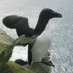Razorbill